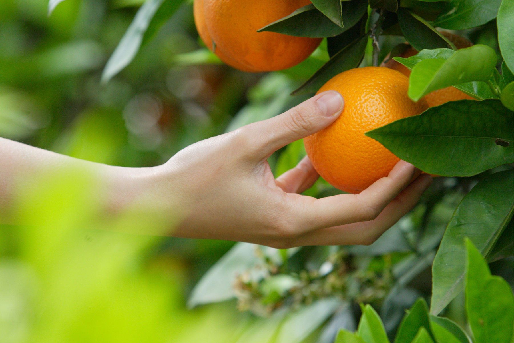 La mano de una persona cogiendo una naranja directamente del árbol.