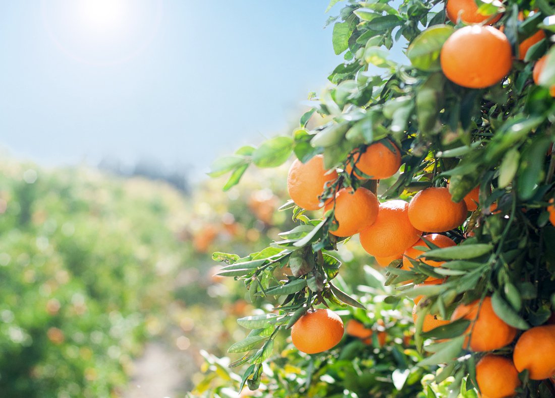 Naranjas maduras en el árbol mientras, al fondo, se vislubra un campo de naranjos bañado por el sol.