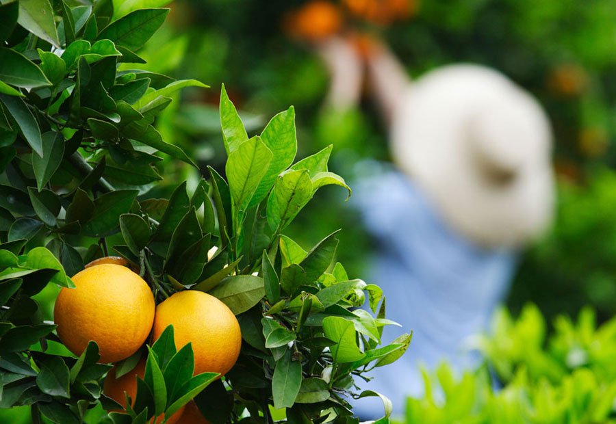 Un agricultor cosechando naranjas de un arbol