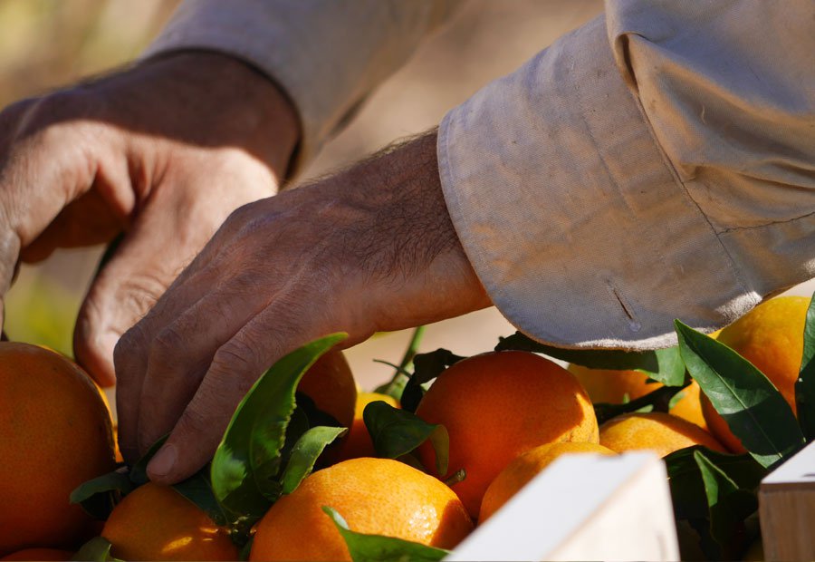 Las manos de un agricultor colocando naranjas en una caja